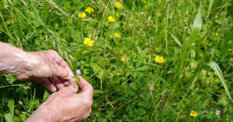 herbe, fleur, main, observation